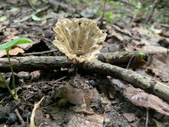 Cymatoderma caperatum