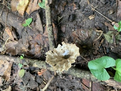 Cymatoderma caperatum