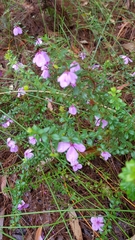 Tetratheca thymifolia