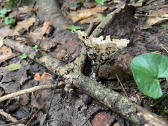 Cymatoderma caperatum