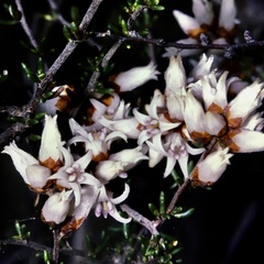 Cryptandra propinqua