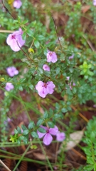 Tetratheca thymifolia