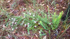 Tetratheca thymifolia
