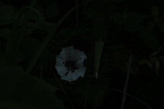 Datura discolor