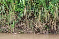 Hydropsalis climacocerca