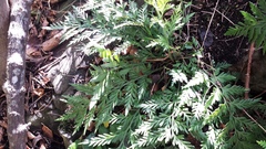 Asplenium appendiculatum maritimum