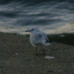 Chroicocephalus ridibundus