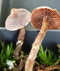 Cortinarius hemitrichus