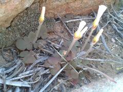 Oxalis algoensis