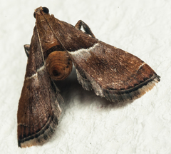 Endotricha consobrinalis