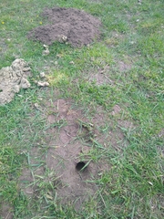 Ctenomys