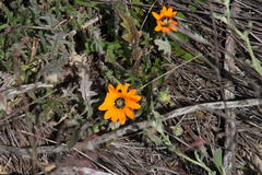 Arctotis breviscapa