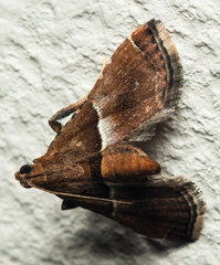 Endotricha consobrinalis