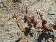 Oxalis algoensis