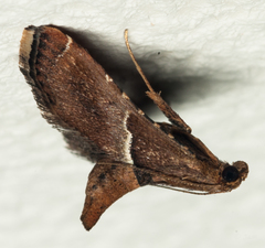 Endotricha consobrinalis