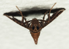 Endotricha consobrinalis