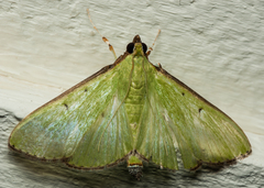 Parotis prasinophila