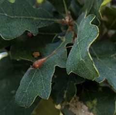 Andricus pedicellatus