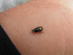 Chilothorax distinctus