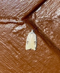 Agonopterix nervosa