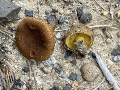 Cortinarius aureifolius