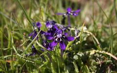 Lapeirousia oreogena