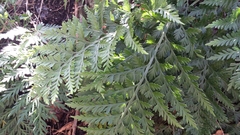 Asplenium appendiculatum maritimum