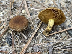 Cortinarius aureifolius