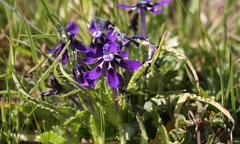 Lapeirousia oreogena