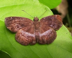 Achlyodini