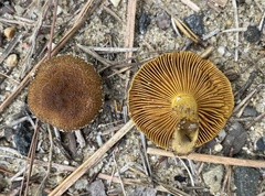Cortinarius aureifolius