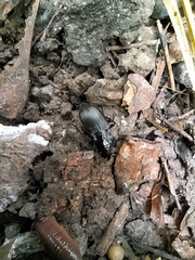 Abax parallelepipedus
