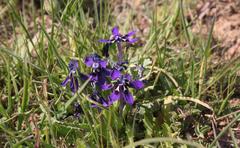 Lapeirousia oreogena