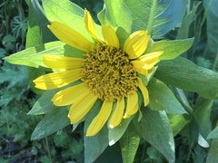 Wyethia helenioides