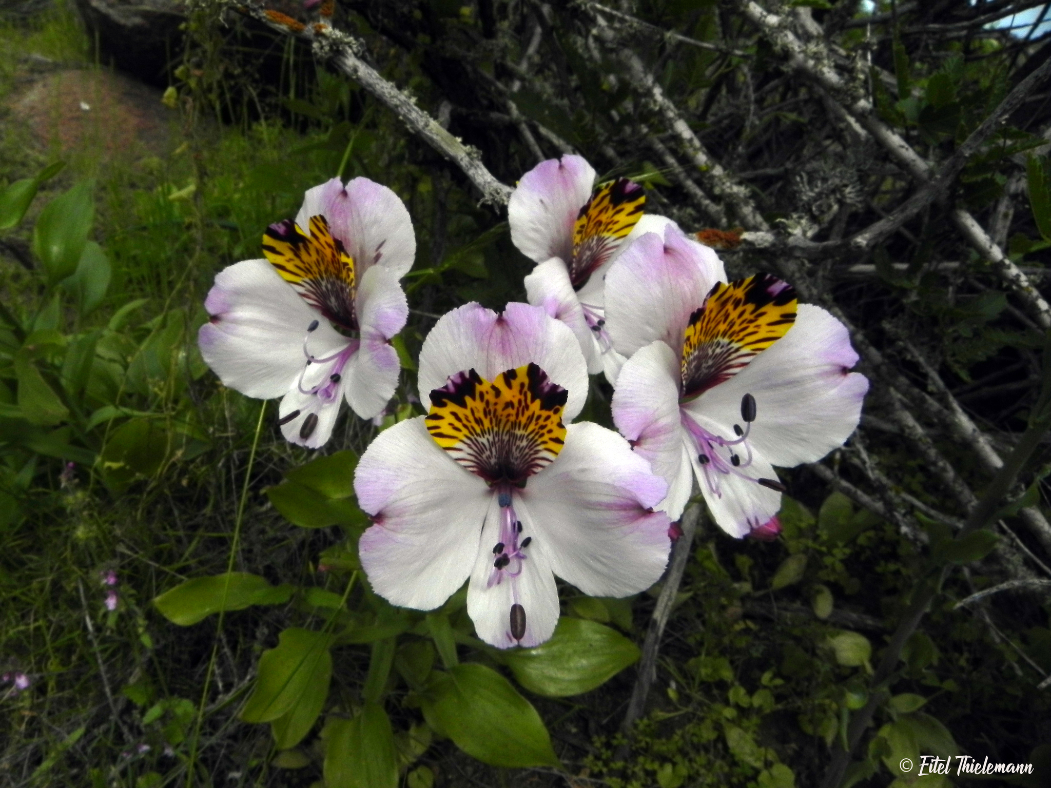Alstroemeria
