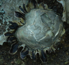Saccostrea
