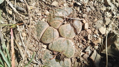 Lithops lesliei lesliei