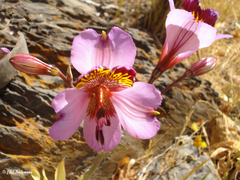 Alstroemeria magnifica