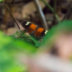 Heliconius burneyi