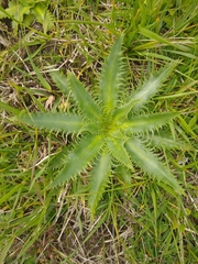 Eryngium serra