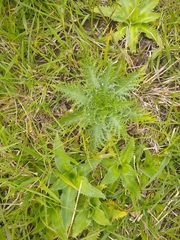 Eryngium serra