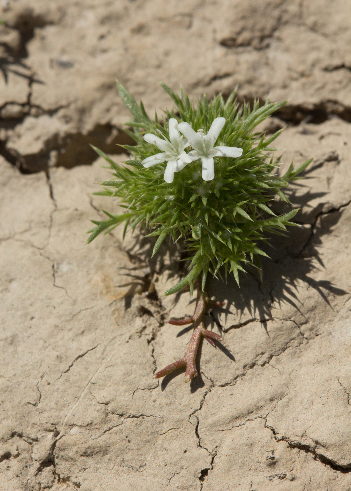 Navarretia leucocephala ssp. bakeri