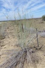Gomphocarpus filiformis