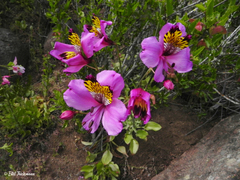 Alstroemeria magnifica