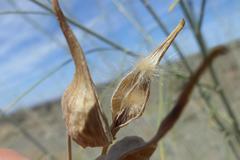 Gomphocarpus filiformis