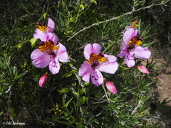 Alstroemeria magnifica