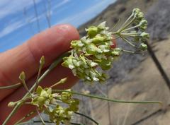Gomphocarpus filiformis