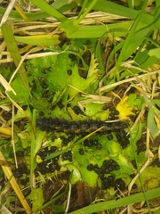 Dysschema centenaria