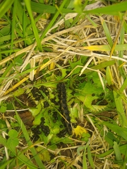 Dysschema centenaria