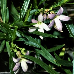 Billardiera cymosa